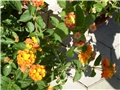 lantana